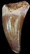 Cretaceous Fossil Crocodile Tooth - Morocco #50285-1